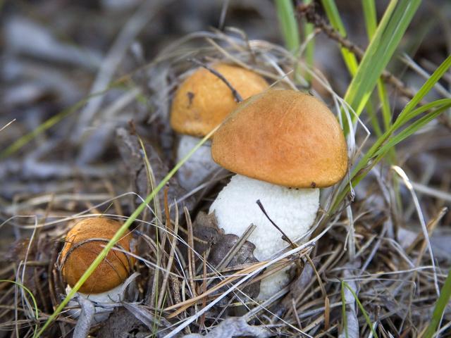 В Белгородской области три человека отравились грибами