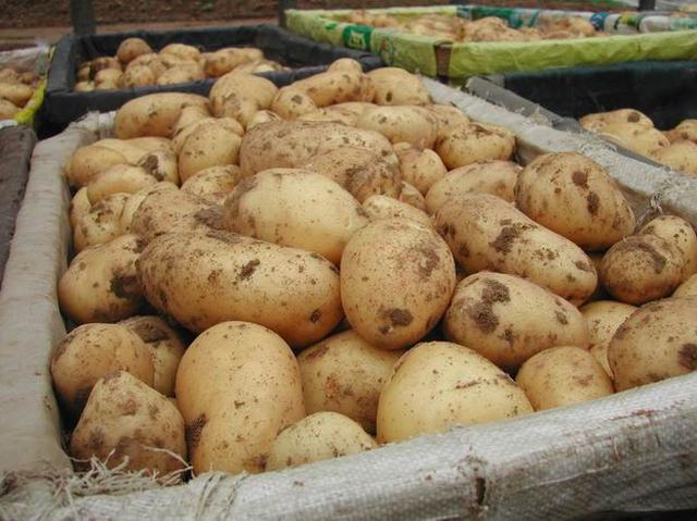 Как подружить картошку с белгородским чернозёмом