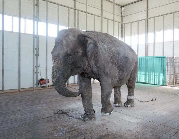 Прокуратура потребовала снять цепи со слонихи в Старооскольском зоопарке