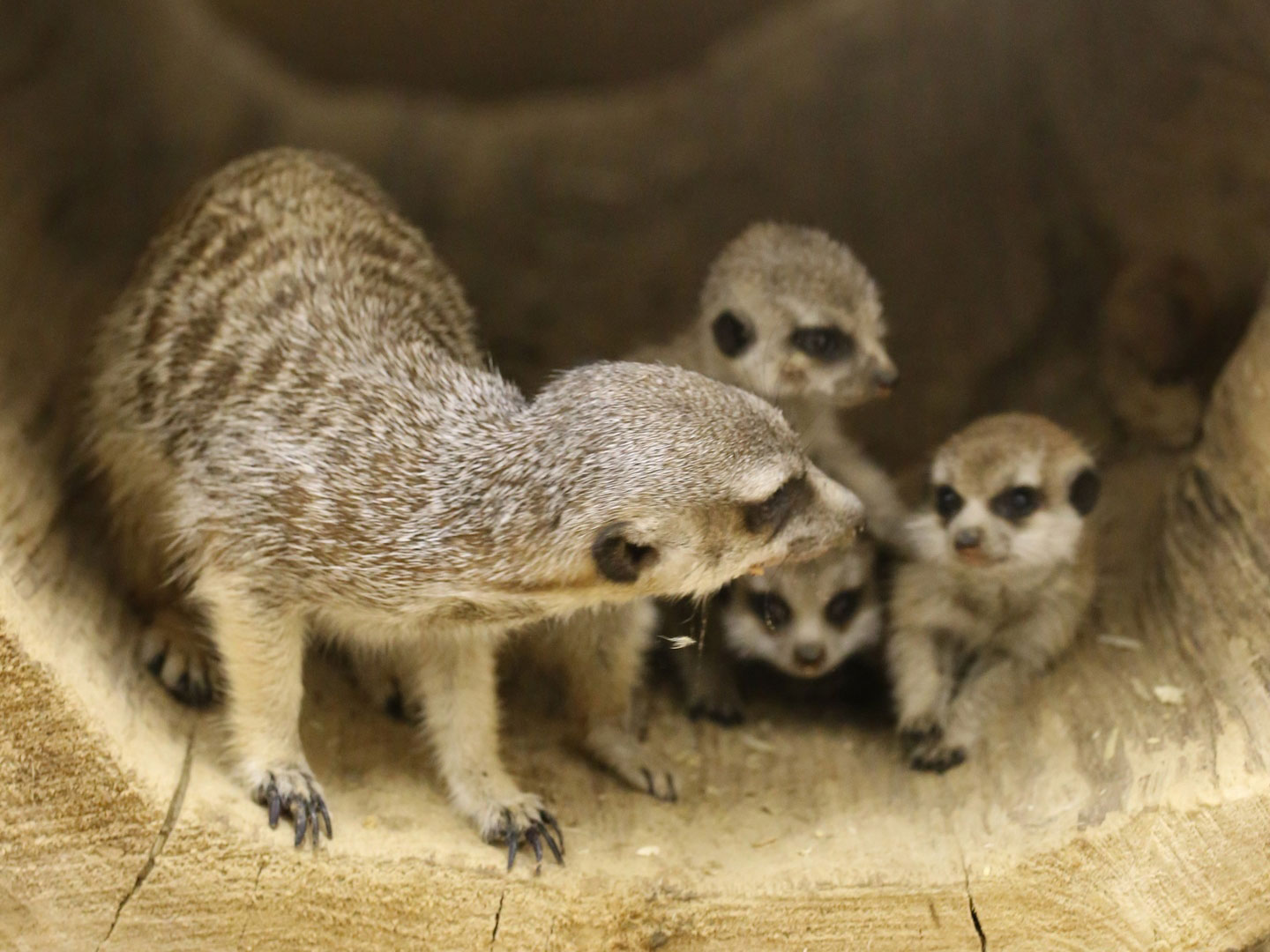 В зоопарке Белгорода родились три суриката