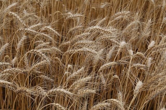 Белгородские аграрии смогут отдавать кредиты зерном