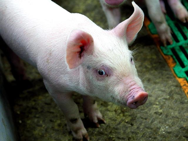 Длинная тушка и ушки торчком. Как в Белгородской области выводят бессоновскую породу свиней
