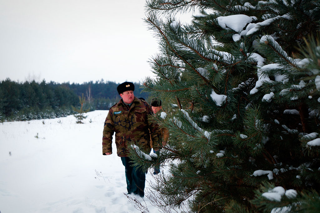 Белгородские леса накануне Нового года начали охранять от незаконной вырубки