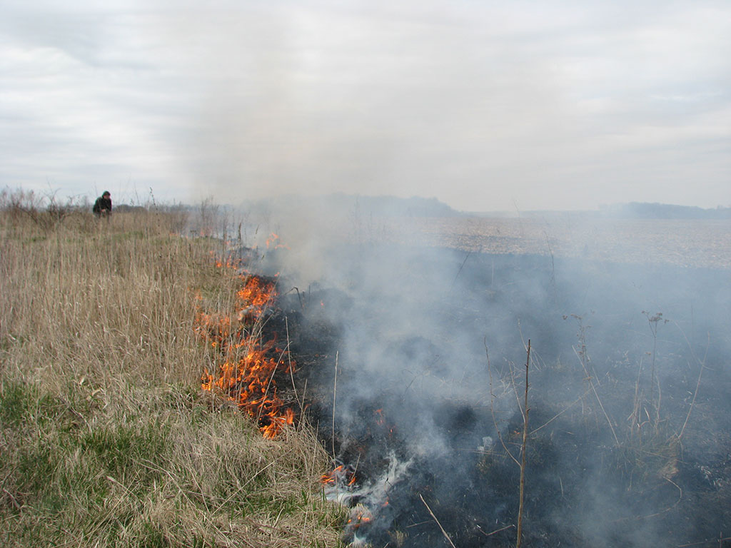 В Белгородской области поджигателям травы и мусора выставят иски на 22 млн рублей