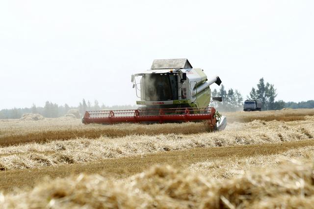 В Белгородской области урожайность зерновых упала на треть