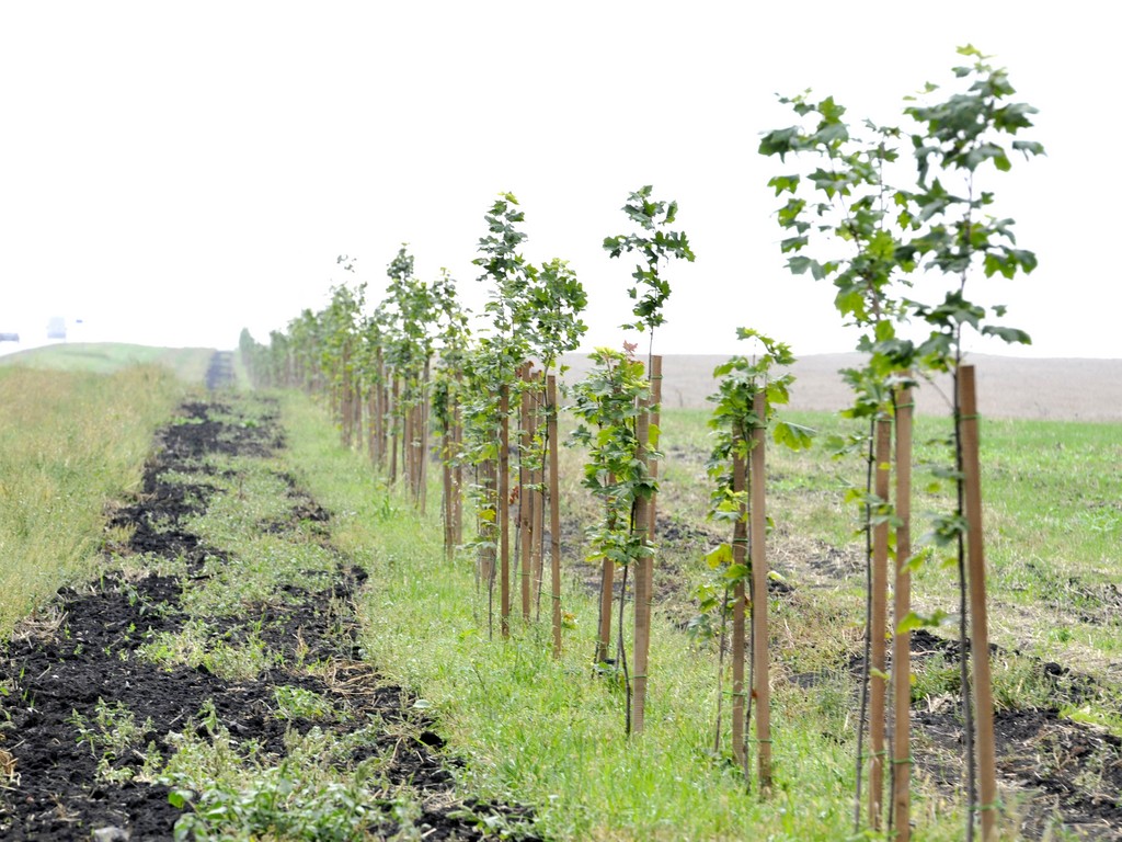 Миллион деревьев. Кто ухаживает за саженцами и как сейчас выглядят белгородские геоглифы
