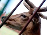 Один день из жизни обитателей белгородского зоопарка - Изображение 10