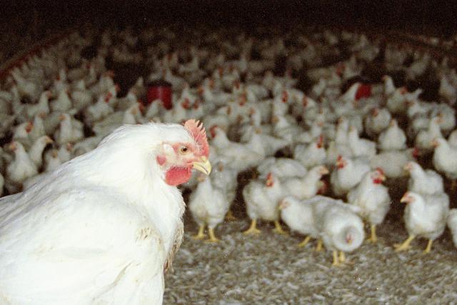 Россельхознадзор будет усиленно контролировать качество мяса в «Белой птице»