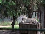 Один день из жизни обитателей белгородского зоопарка - Изображение 9