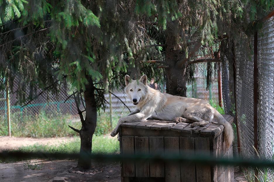 Один день из жизни обитателей белгородского зоопарка - Изображение 9