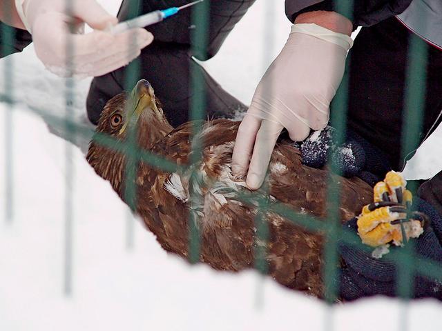 Пернатых в белгородских зоопарках начали прививать от птичьего гриппа