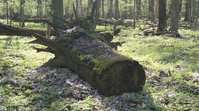 Почти 46 кубометров леса незаконно вырубили в Белгородской области в 2016 году