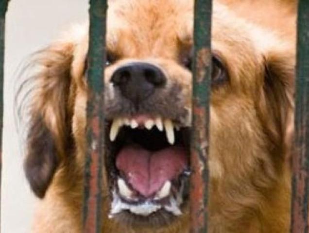 В Белгородской области зафиксировано 153 случая бешенства у животных