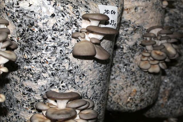 В Ивнянском районе собираются расширить производство грибов 