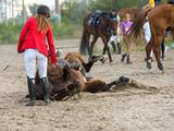 Как в Белгороде прошли соревнования по конному спорту