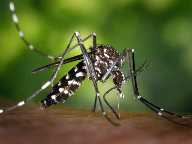 Спасибо, зима, за комаров! Почему в этом году белгородцев кусают чаще